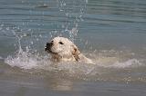 LABRADOR 1089